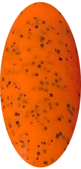 PF Ice Cream Gel Polish Tangerine Dream